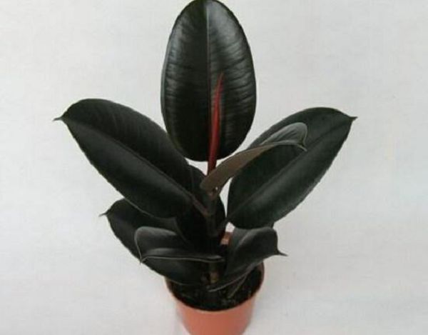 How to trim the rubber tree? how to trim the rubber tree?