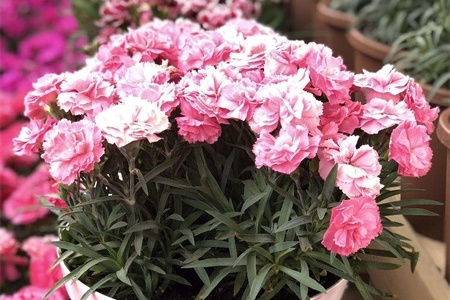 What kind of flowers are suitable for growing in Dalian? what are city flowers and city trees?