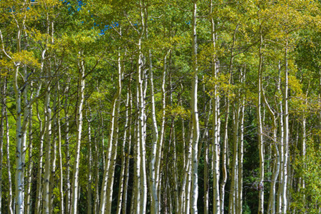 Poplar blossoms in a few months