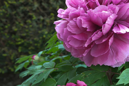 When will the peony blossoms in Luoyang