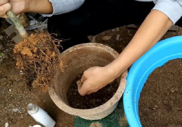 Is sweet-scented osmanthus a deep pot or a shallow pot?