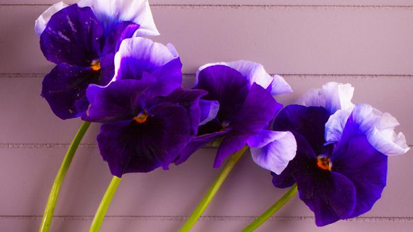 Conservation of fresh cut Violet Flowers