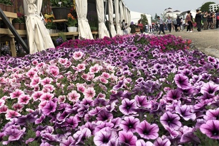 What kind of flowers are suitable for growing in Baoding? what are city flowers and city trees?