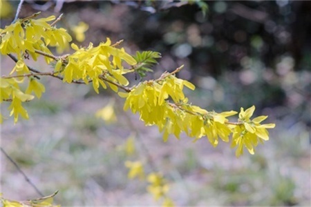 What flowers are suitable for growing in Zhangjiakou? what are city flowers and city trees?