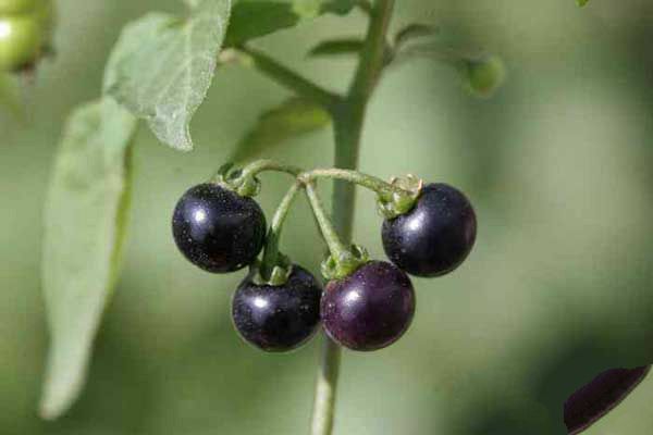 Still don't know what kind of potted plants to grow? These two kinds of medicinal flowers are worth one.