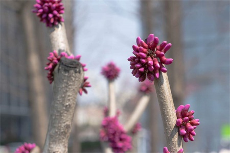 What flowers are suitable for growing in Yulin? what are city flowers and city trees?