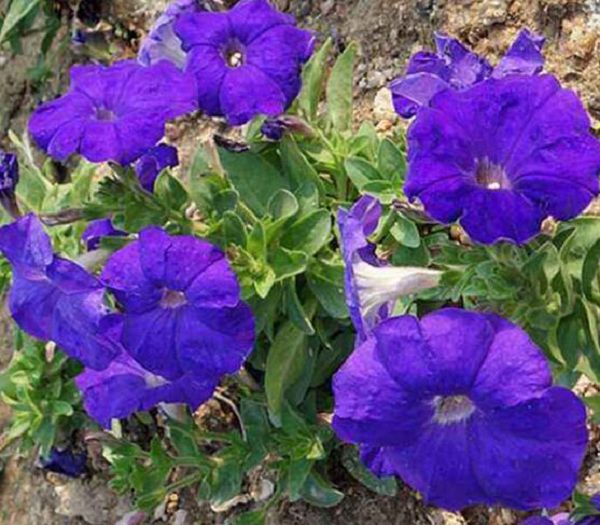 How to water morning glory, how to water morning glory