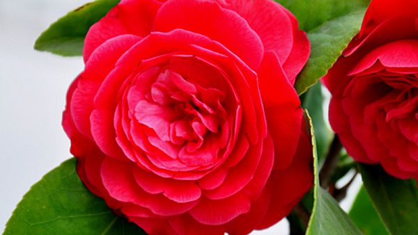 The method of drilling and grafting of Camellia