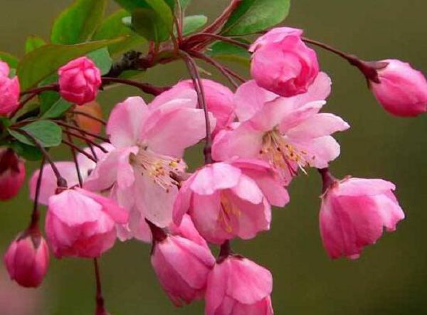 When does the crabapple blossom and how long does the potted crabapple bloom?