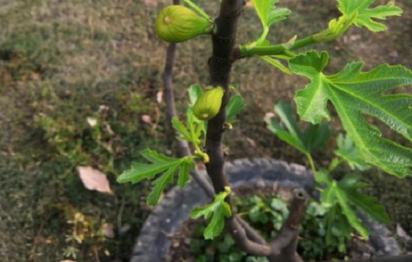 How to prevent figs falling from flowers and fruits