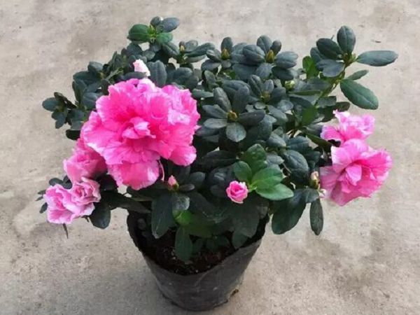 How to Improve the Survival Rate of Azalea in Pot Culture