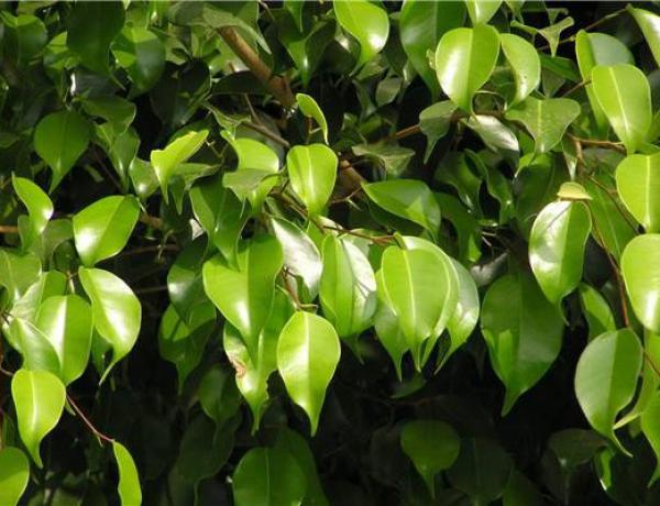 How to cultivate weeping-leaf banyan? Cultivation methods of weeping Ficus