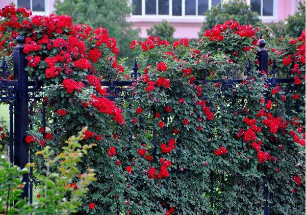 Towing methods and cultivation skills of climbing vine flowers