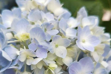 Culture methods and matters needing attention of endless summer hydrangea