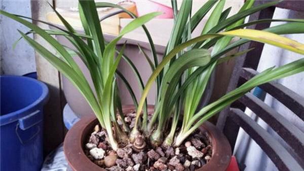 Causes of yellowing of leaves of orchids and their solutions