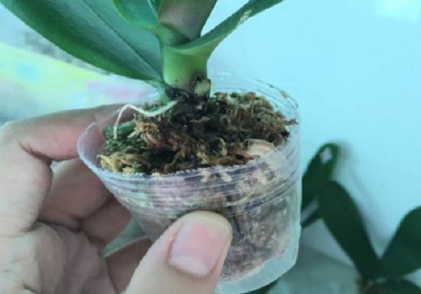 Should the air root of Phalaenopsis be buried with soil?