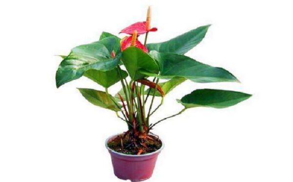 What flowerpot should be used for Anthurium andraeanum?