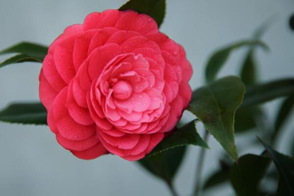 How to deal with the serious anthracnose of Camellia