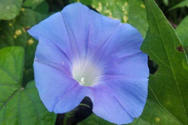 How does the morning glory spread its seeds?