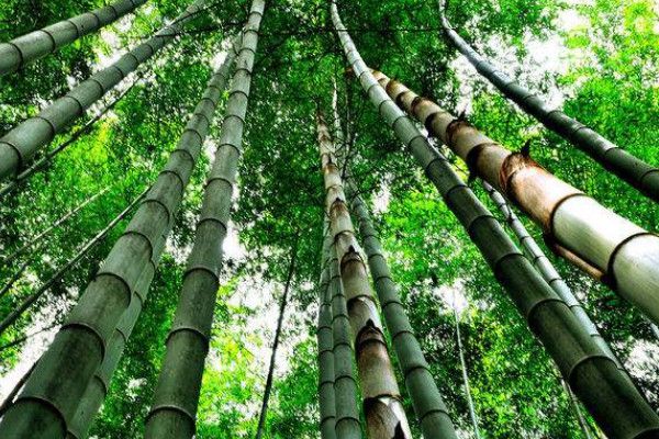 What's the difference between bamboo and Phyllostachys pubescens?