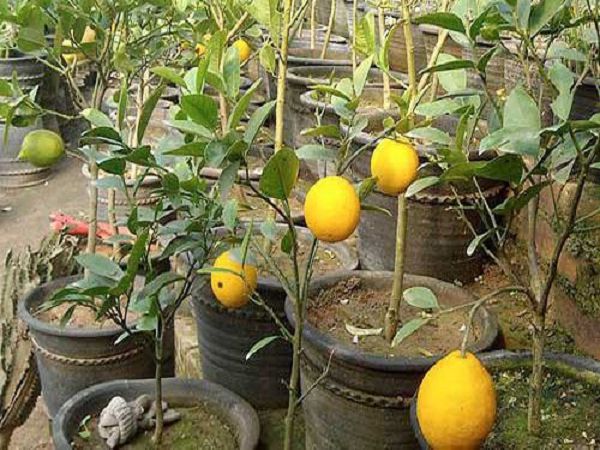 What if a potted lemon tree loses its leaves?