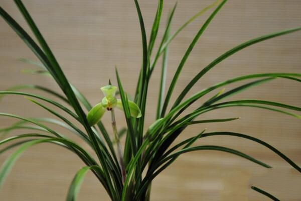 In the process of orchid cultivation, how to make orchids bloom well and have sufficient aroma?