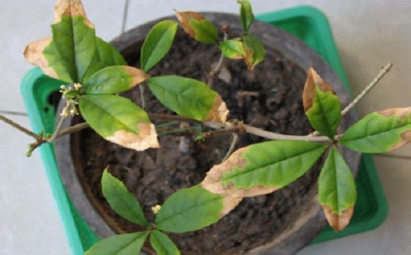 What if the leaves of potted sweet-scented osmanthus trees are dry?