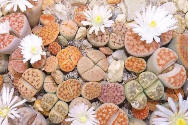 Is it easy to raise raw stone flowers? share the breeding experience of raw stone flowers.