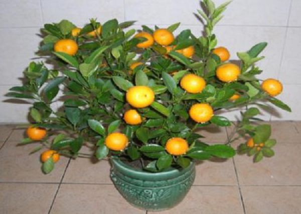 What temperature is used for potted orange trees and what is the lowest cold-resistant temperature?