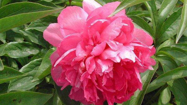 Peony blossoms several times a year