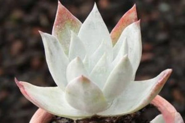 How to distinguish the succulent plants in the snow-capped mountains