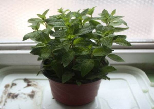 Does mint need to be fertilized? How to fertilize?