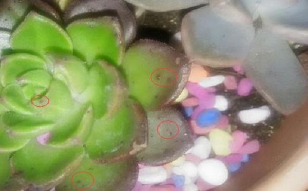 There are little red dots on the succulent Tia leaves. What's going on?