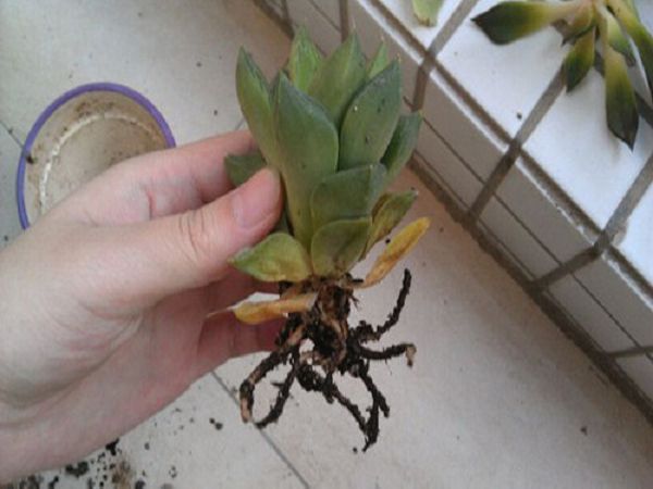 What about the rotten leaves of potted succulent plants?