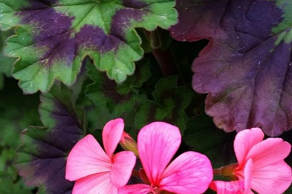 The geranium leaves are getting smaller and smaller. What's going on?