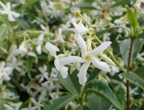 How to raise windmill jasmine?