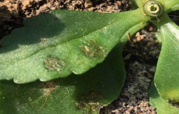 The leaves of longevity flowers are rotten, or caused by this small detail.