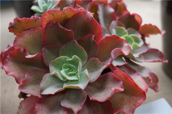 Control methods of high incidence of diseases and insect pests of succulent plants in summer