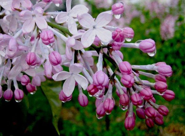 Plants and flowers that should not be placed in the pregnant woman's room