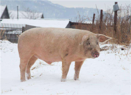 Diarrhea on suckling pigs, this method absolutely works!