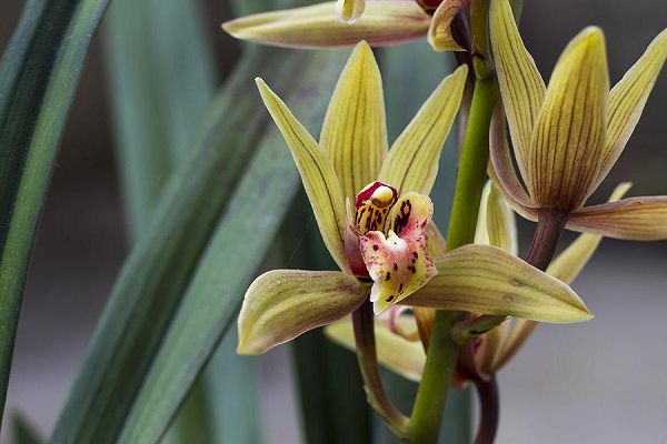 Summary of common diseases in orchid culture