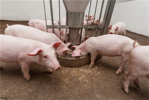 Why are weaning piglets prone to diarrhea? These preventive measures are simple and effective.