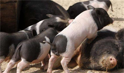 Ring, ring again! The pig farm detection rate is as high as 100%. How to solve it?