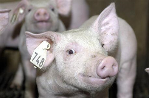 What are the trace elements harmful to pigs? What is the performance after poisoning?