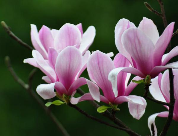 The efficacy and function of Magnolia