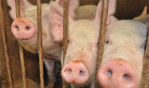 How to treat pig disease: what are the methods for diagnosing porcine mycoplasma pneumonia?