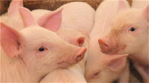 Analysis on the Role of Pathogenic Microorganisms in Respiratory Tract of Pig Farm (Ⅰ)