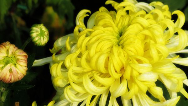 How to recover after the leaves of chrysanthemum are yellow