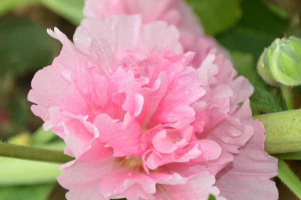 What should be done with hollyhock before winter?