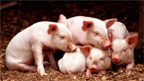 Analysis of reproductive problems in different stages of sows